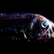 The viperfish has a prominent bioluminescent organ under its eye, along with multiple rhodopsin genes.